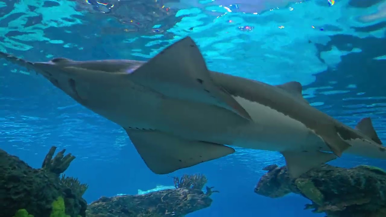 2025 Our World of Adventures - Ripley Aquarium Toronto Canada