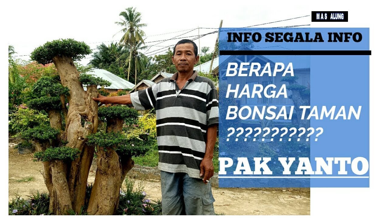 INFO || seputar info Bonsai Taman Pade Yanto || CEK HARGA