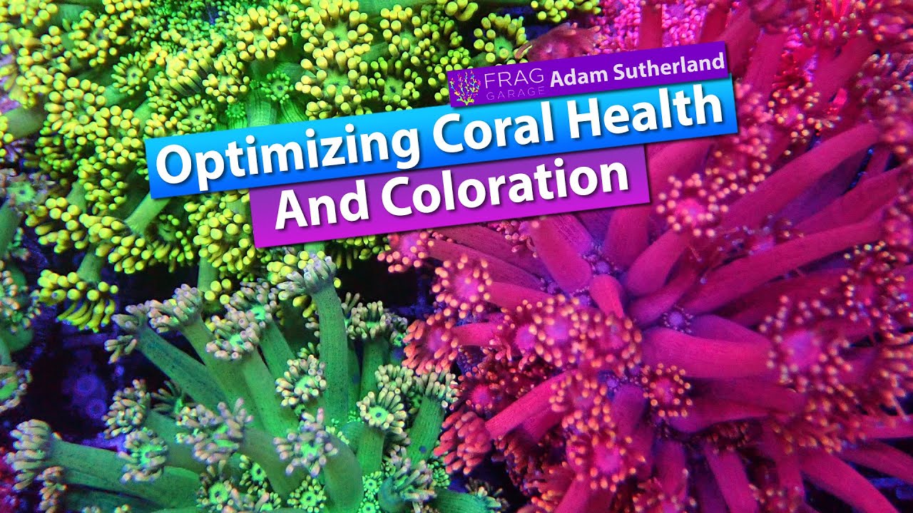 Optimizing Coral Health and Color with Adam from Frag Garage