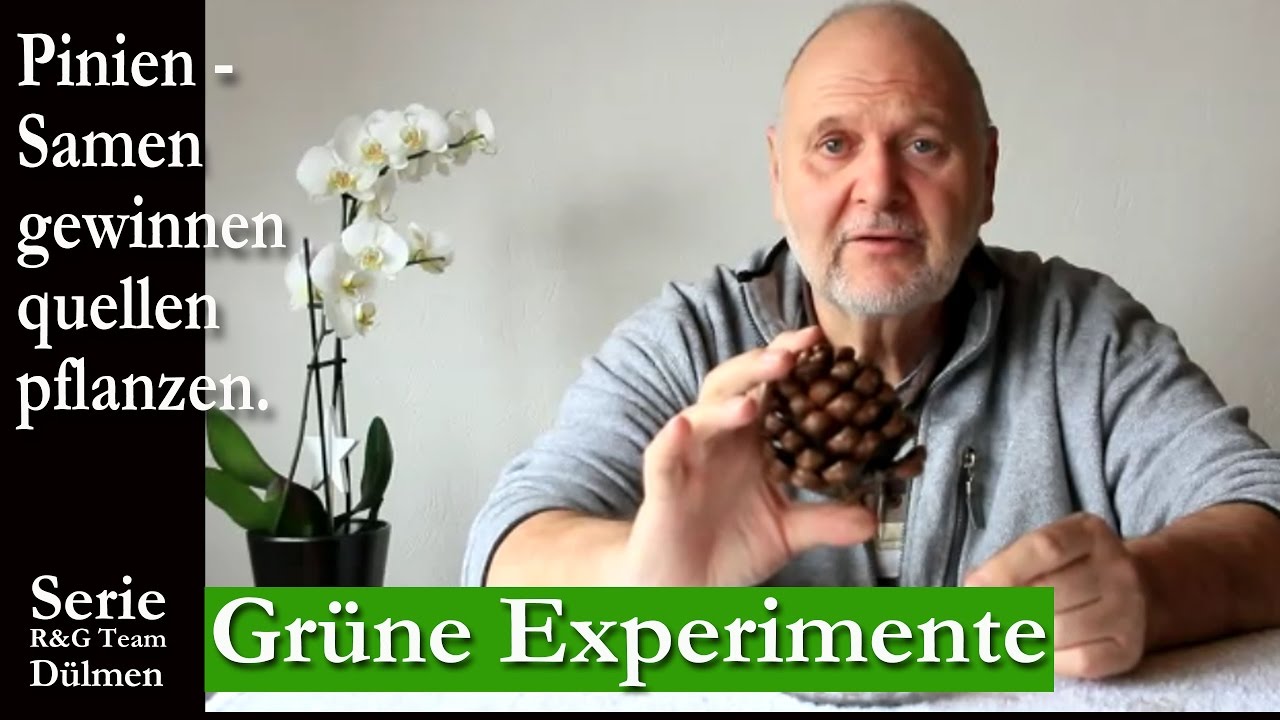 Gr&uuml;ne Experimente. Pinien Zapfen Samen.  (1091) Green experiments. Pine cone cones.