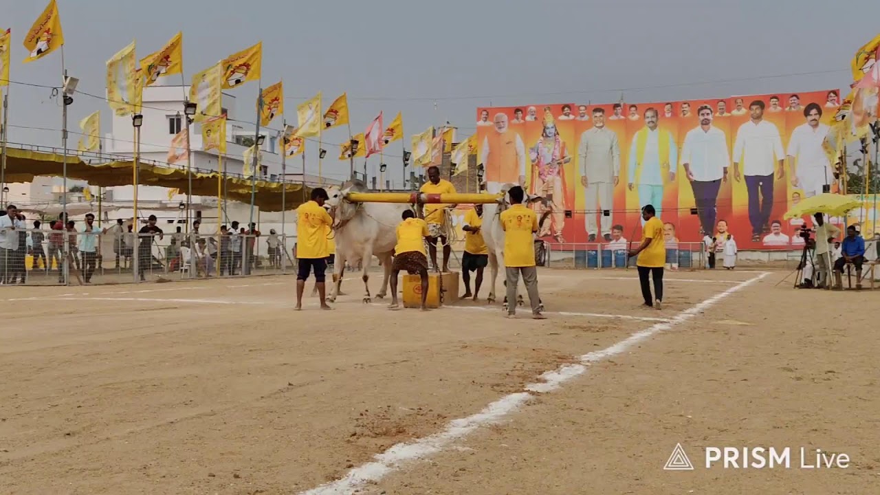 చిలకలూరిపేట టౌన్||న్యూ క్యాటగిరి విభాగం 17వ జత తొలుసూరి శ్రీరామ్ యాదవ్ గారు 20-1-2026💥💥