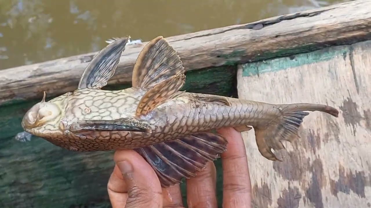 A SURPRESA QUE Q qualquer pescador quer ter  isso é realmente incrível 