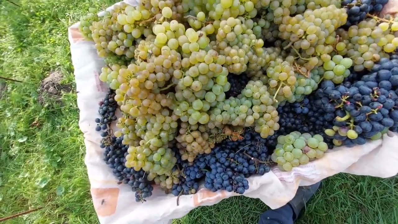Wrzesień w winnicy &ndash; czas zbior&oacute;w, zapachu i pasji 🍇🍷