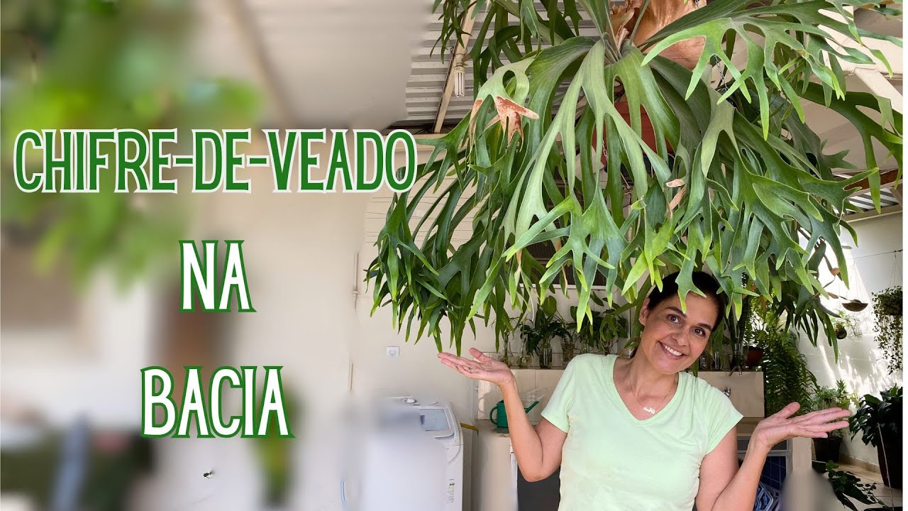 PLANTAS VERDES: Tudo que você precisa saber para cultivar um CHIFRE-DE-VEADO