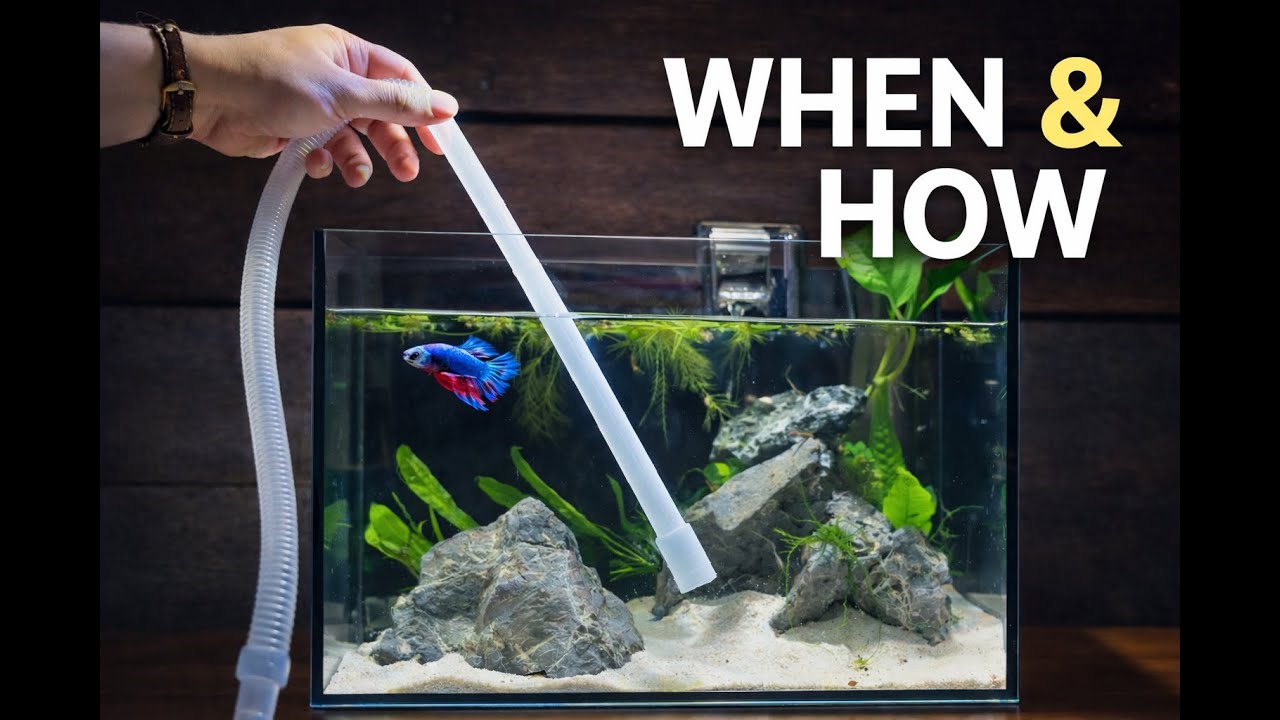 How & When to Do a Water Change (Beginner Aquarium Guide)