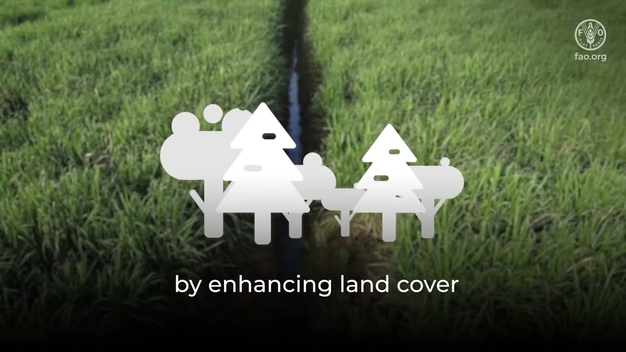 Strengthening roots: building drought resilience and fighting desertification in the NENA region