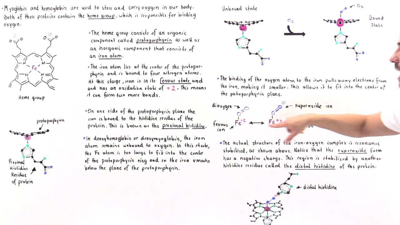 Heme Group of Hemoglobin and Myoglobin