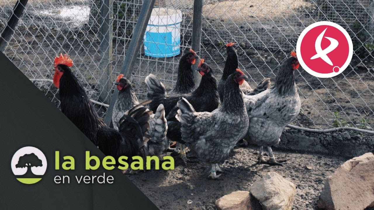 La gallina azul extremeña inicia su expansión | La besana en verde