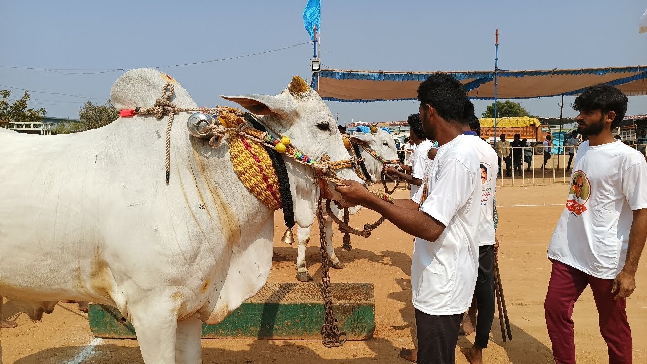 ఉత్తనూరు 4 పళ్ళ విభాగం బండలాగుడు పోటీలు 4వ జత సిరి చందన