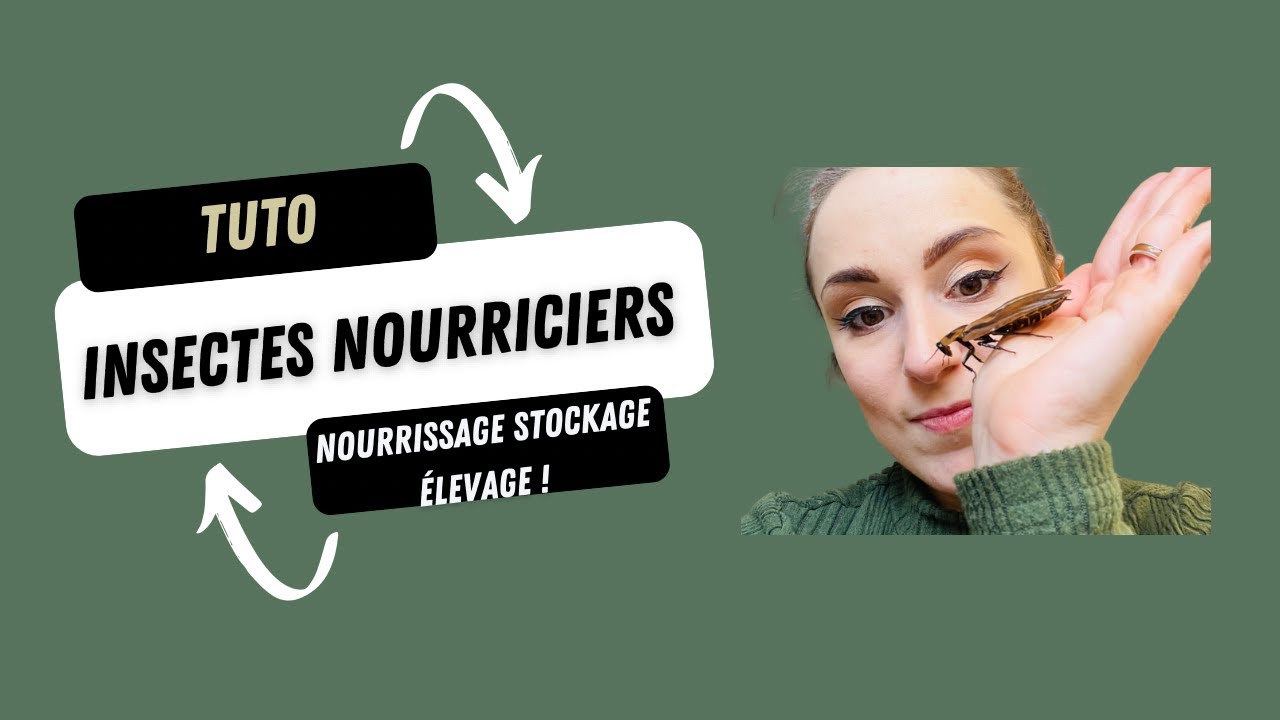 COMMENT GARDER TES INSECTES NOURRICIERS EN VIE LONGTEMPS ET LES RENDRE NUTRITIFS POUR TES REPTILES