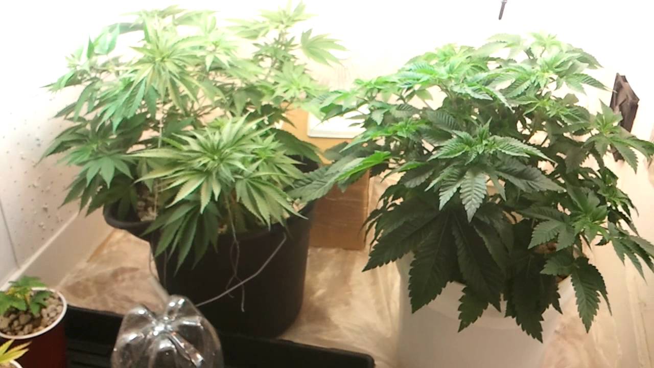 McDoobs' CFL grow Box