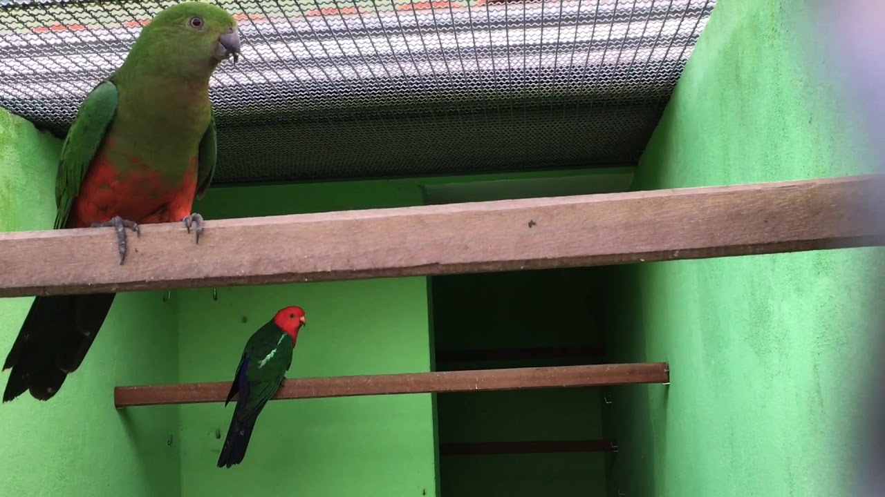 King Parrot (Alisterus scapularis) casal