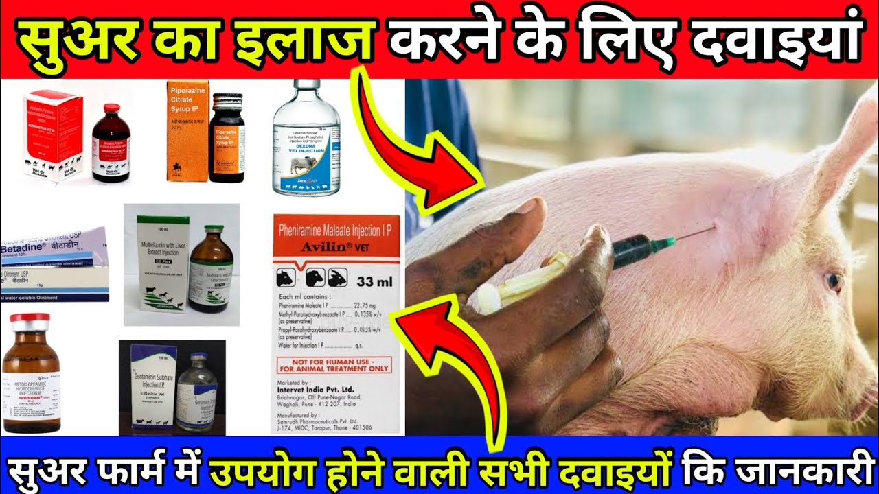 Pig farming Diseases and medicines. सुअर पालन में बिमारियां और इलाज के लिए दवाईयां।