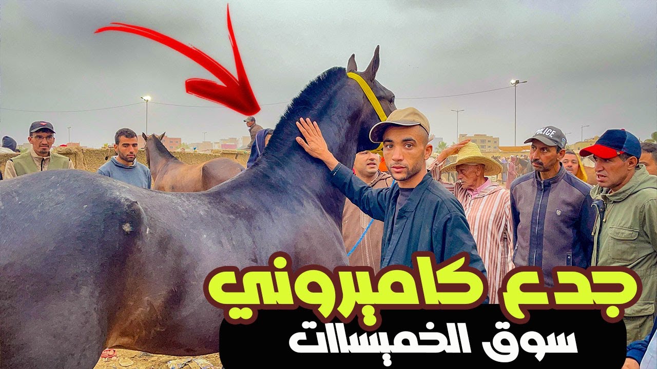 سوق الثلاتاء الخميسات اليوم رحبة الخيل فيها حجرة و ضوء كولشي مشغوول بالحولي