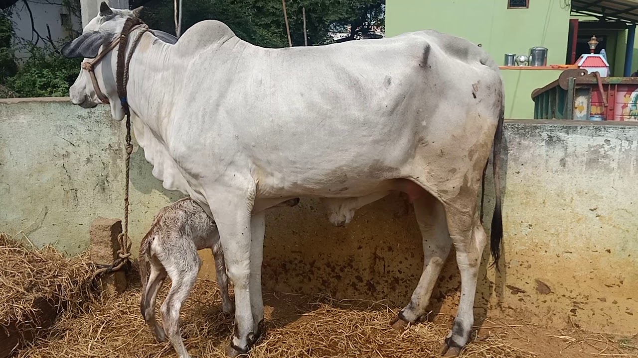 Ongole cow delivery with female calf