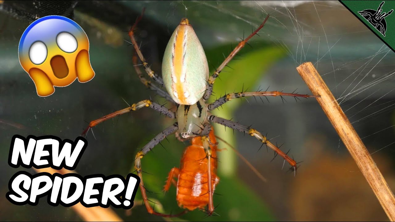 INSANELY Good-looking spider...and I feed it!
