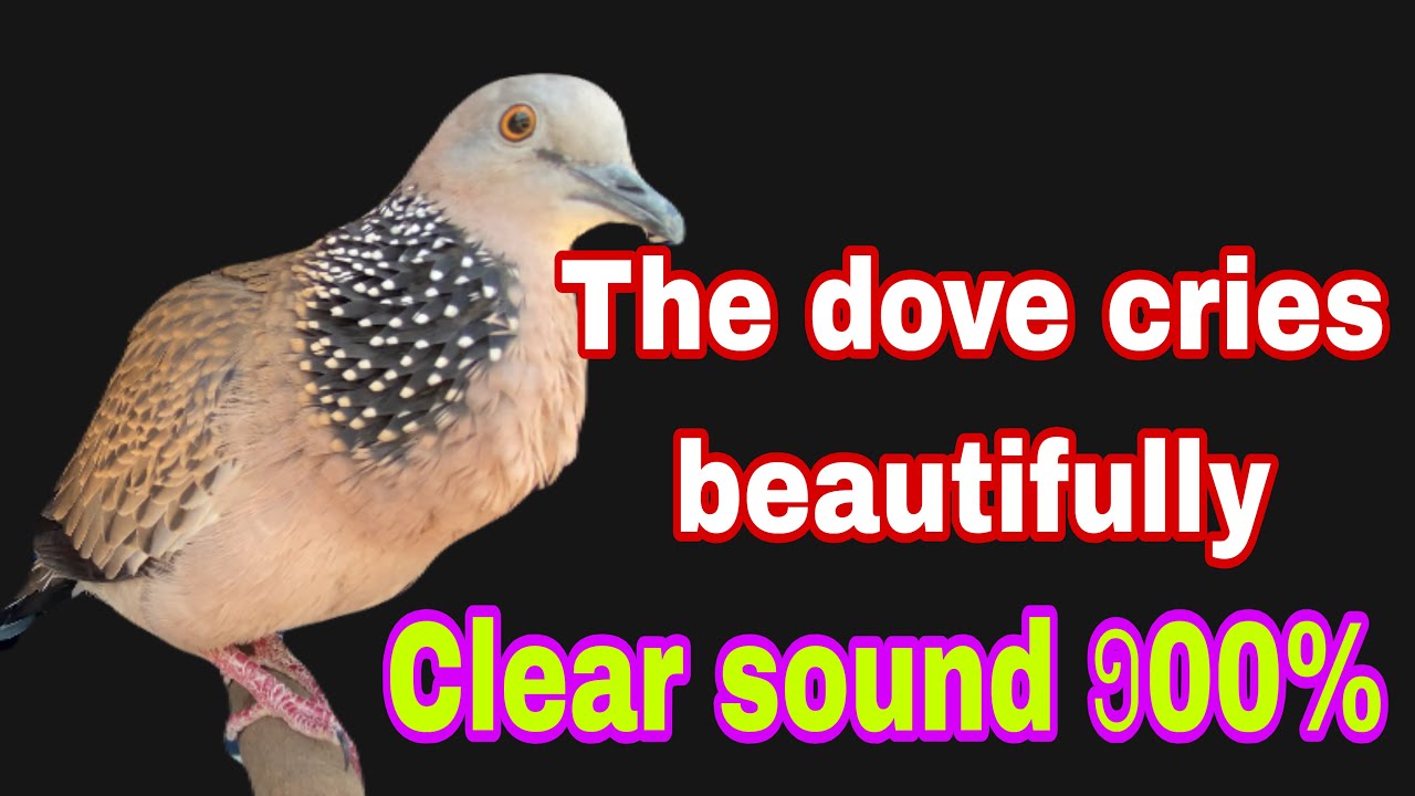 The dove cries beautifully clear sound 100%