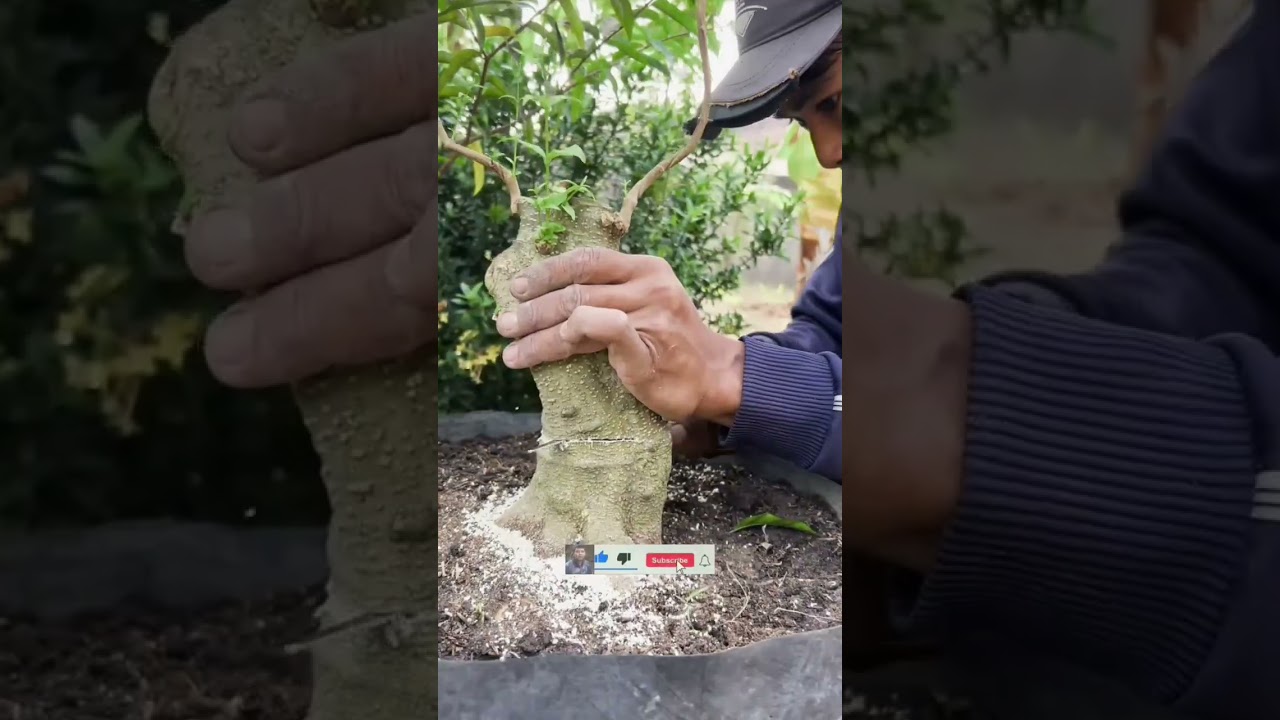 proses nol kembali bonsai anting putri #antingputri #shorts #viral