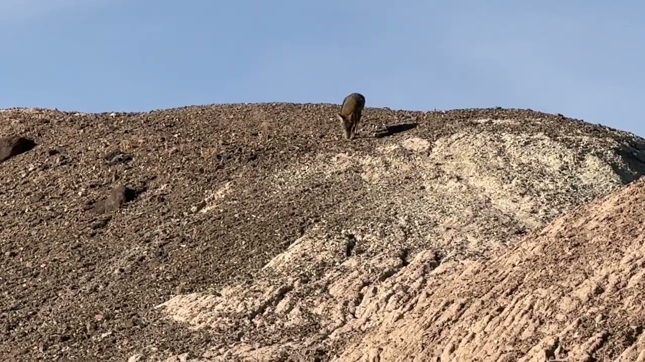 coyote dying