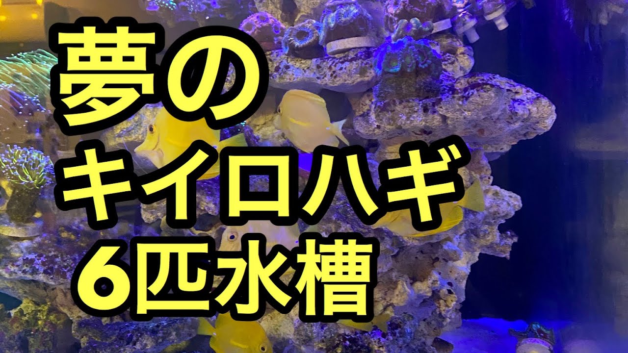 夢のキイロハギ水槽 6匹   Yellow tang