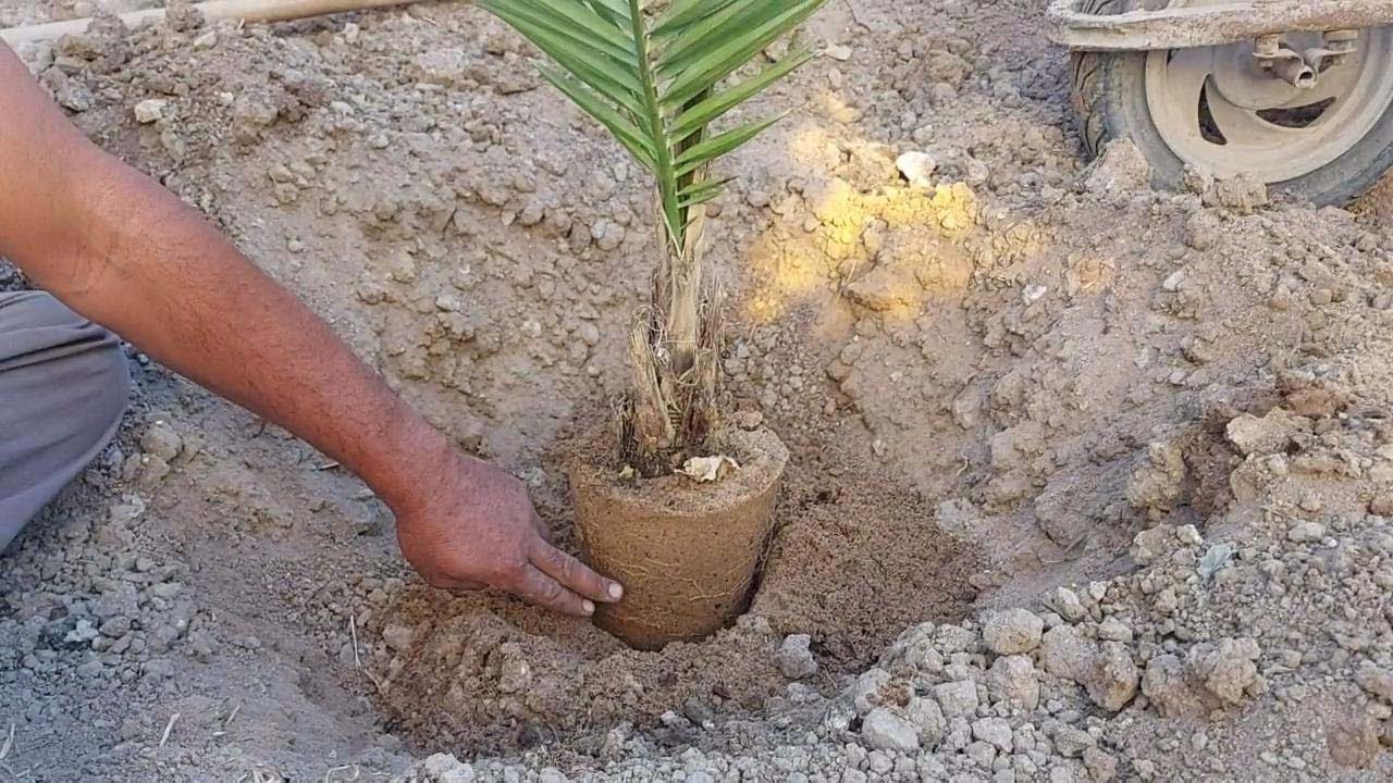 تعلم افضل المعلومات عن زراعة فسائل النخيل من السندانه الى الارض#فسائل_النخيل