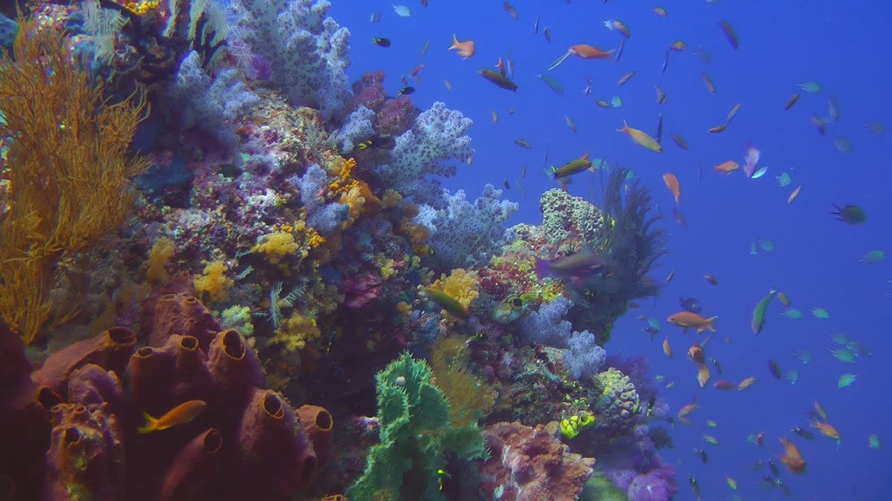 Diving Raja Ampat HD