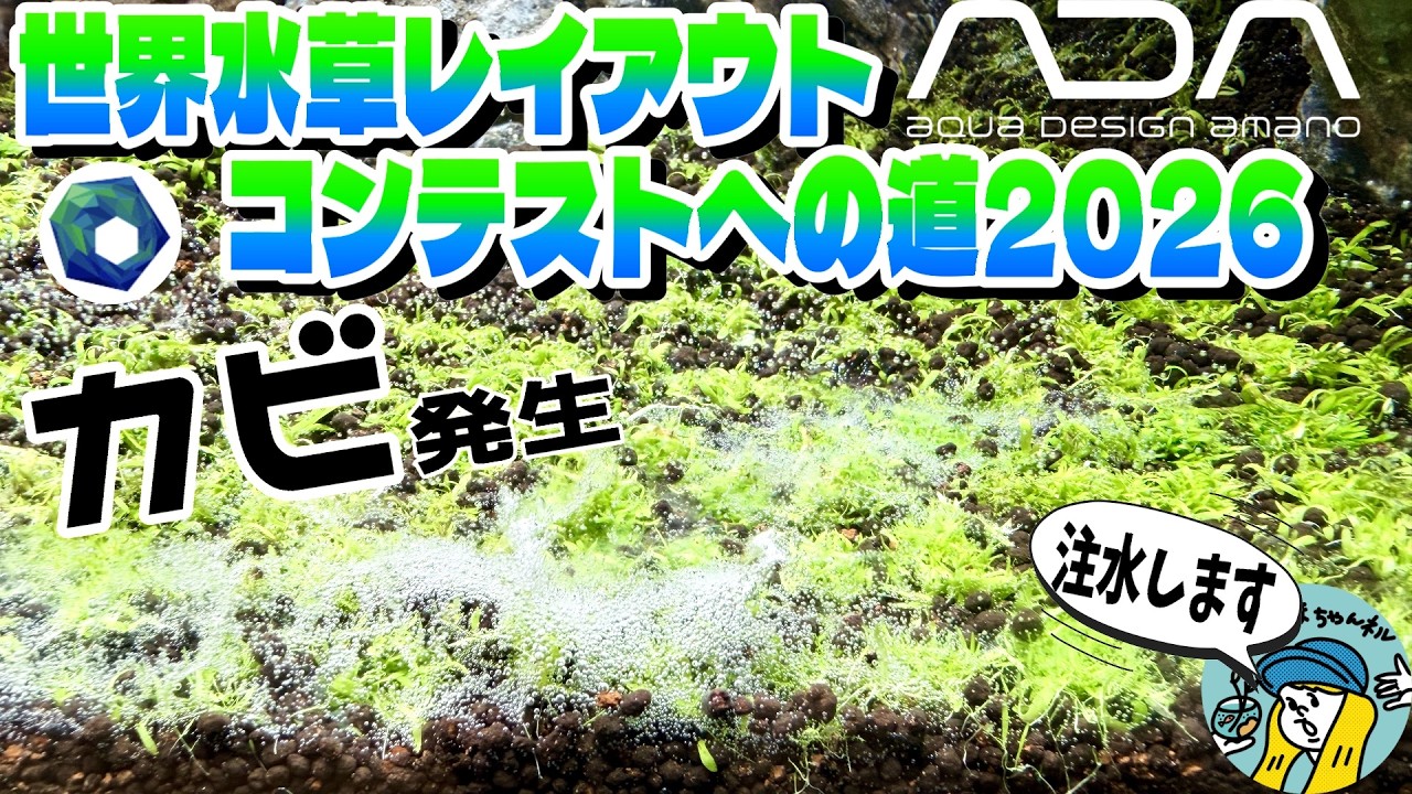 【アクアリウム】ミスト管理していた水槽にカビが発生しました（世界水草レイアウトコンテストへの道！120センチで作る水草レイアウト水槽！注水します）
