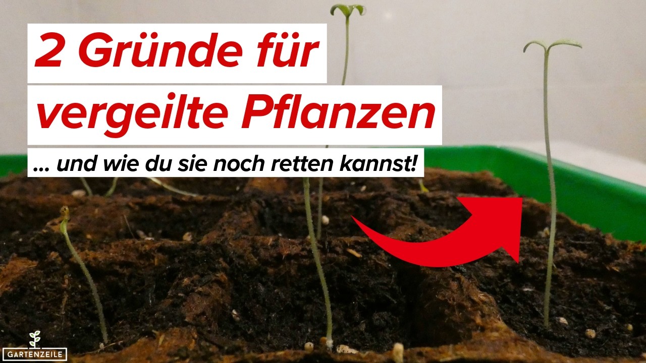 2 Gründe für vergeilte Pflanzen (und wie du sie noch retten kannst)