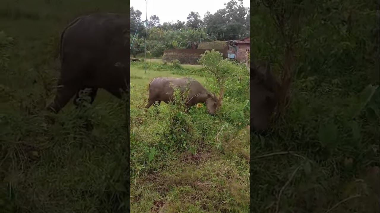 Serangan hama tikus 
