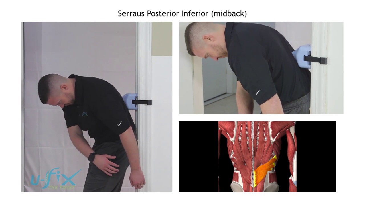 SL30: Serraus Posterior Inferior midback