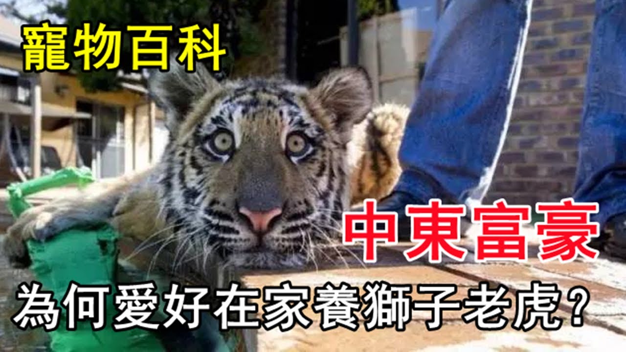 【土豪宠物】中東地區的土豪為什麽喜歡養獅子老虎當寵物？它們不會攻擊人嗎？
