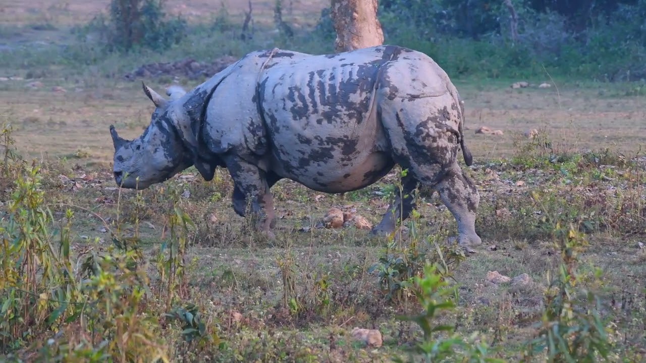 Kaziranga 2026