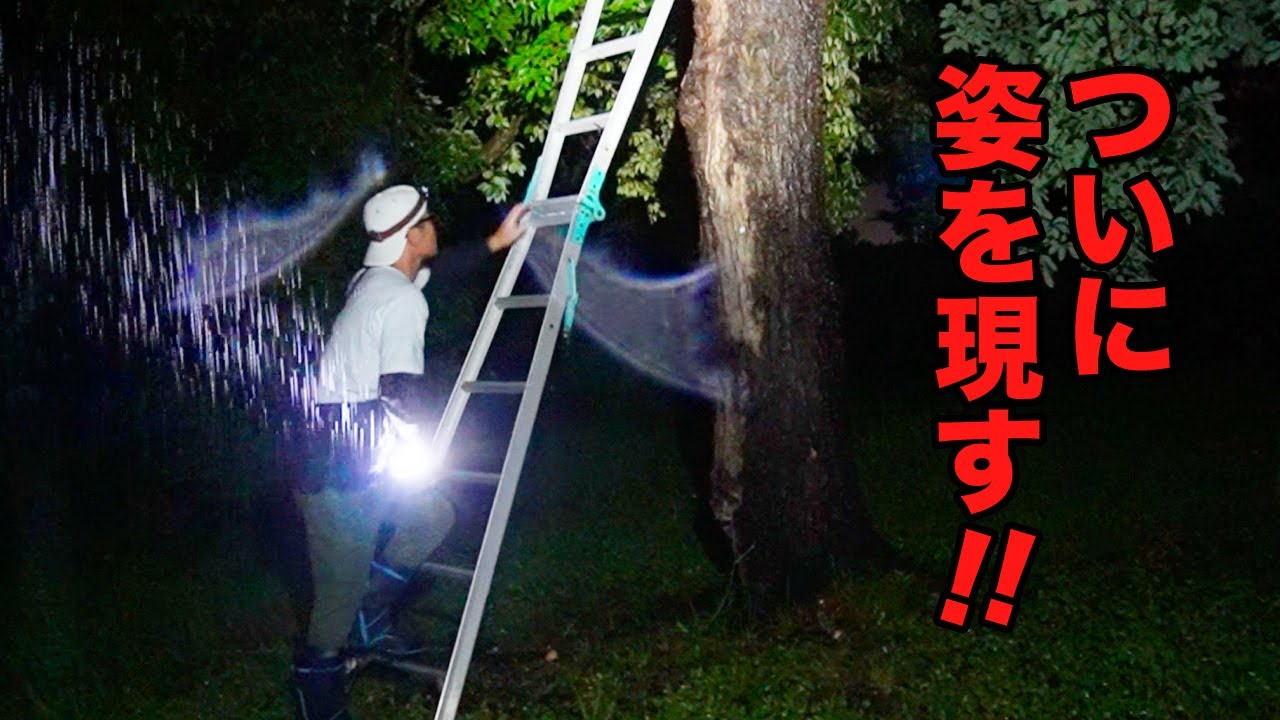 大雨の夜、巨大クワガタが姿を現した