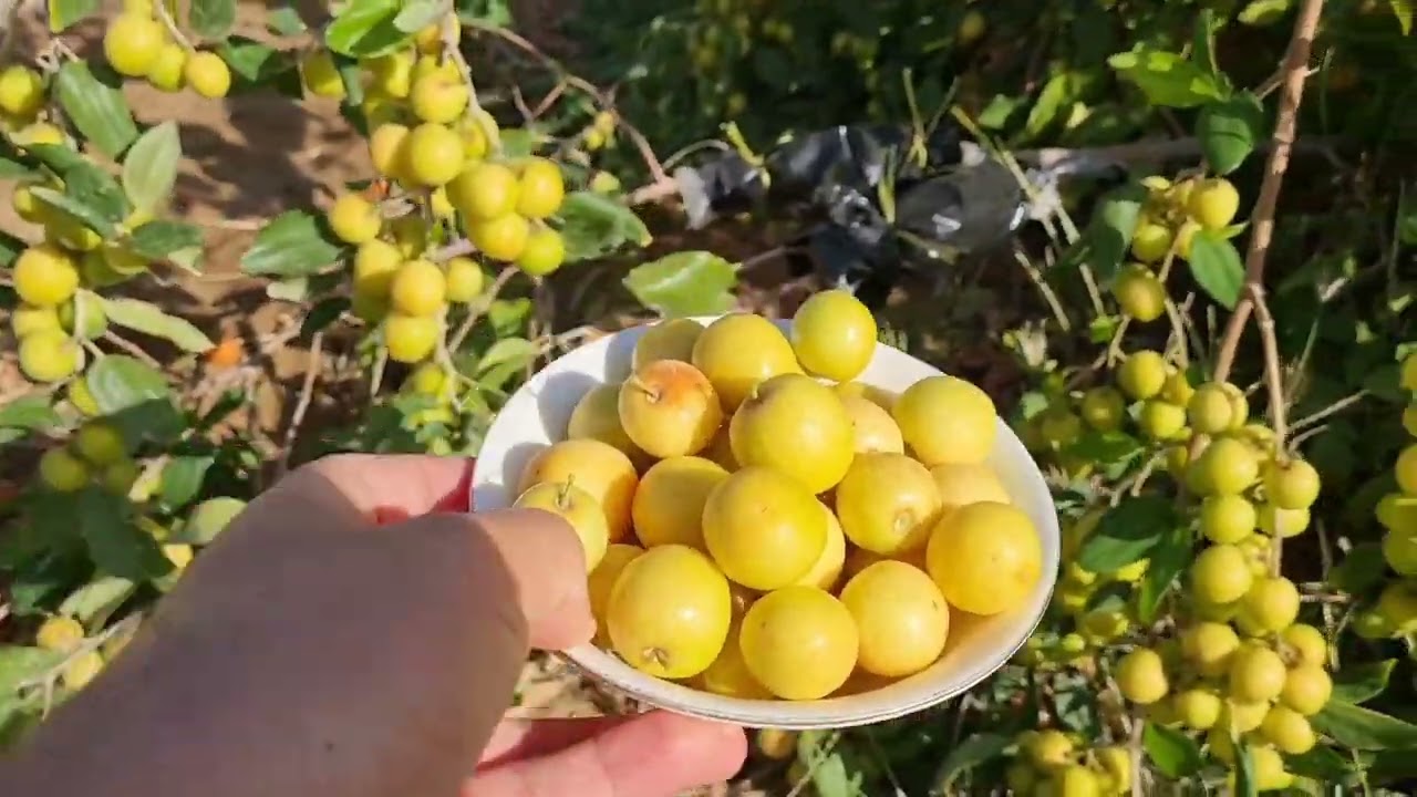 السدر المكى او السدر بدون بذر فى سلطنة عمان لعام 2023🫒🇴🇲