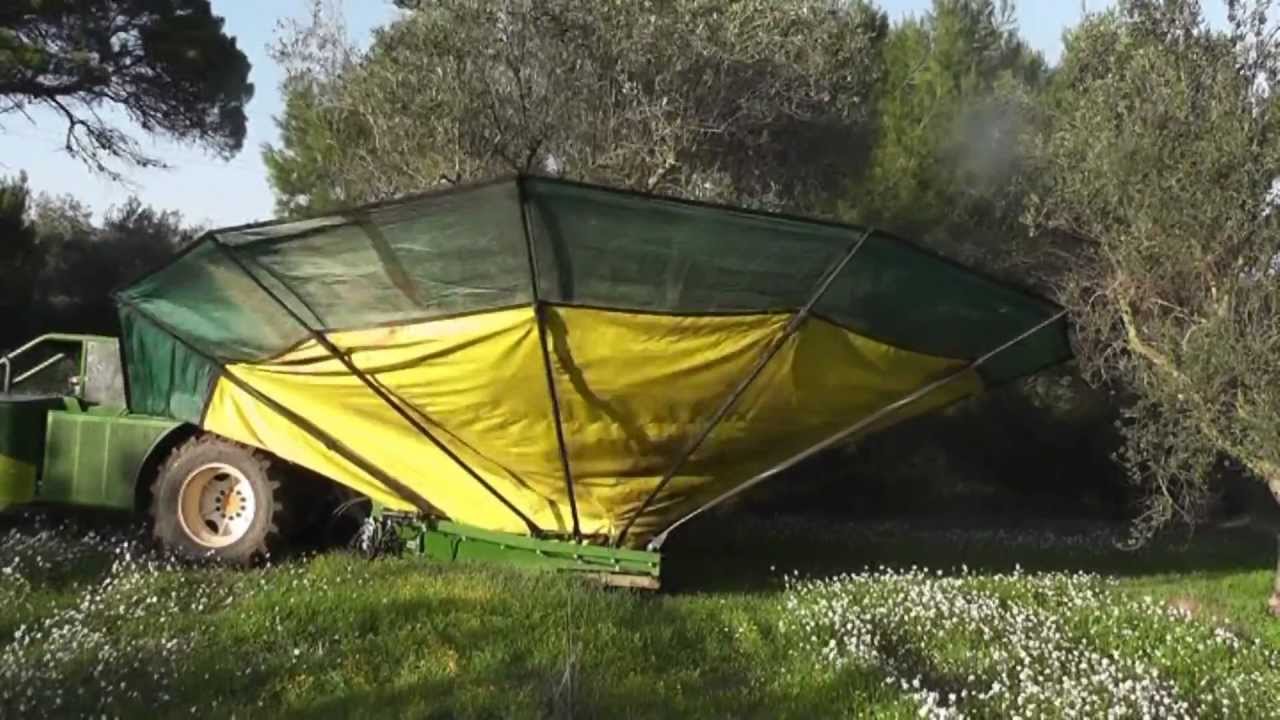 Raccolta olive con sicma F3