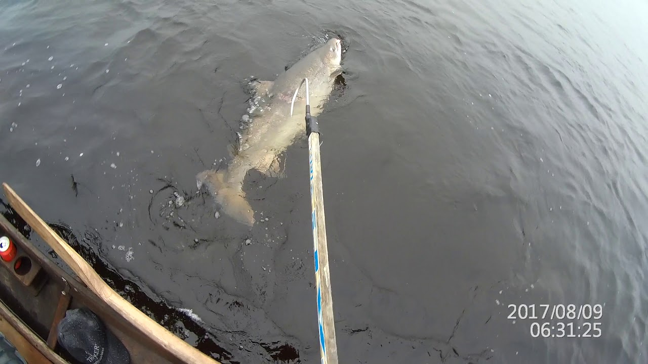 Teno 22,57kg 134cm kojamo lippiskameravideot Reke/KalaHarri 9.8.2017