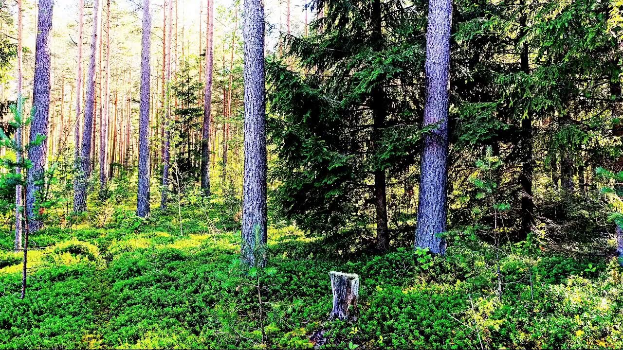 Звуки леса в формате 4K для успокоения 🌿 Умиротворяющее пение птиц и зелень для релаксации🌿