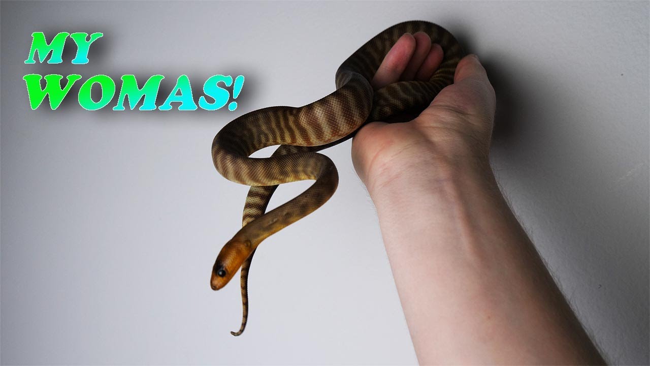 BABY WOMA UPDATE / CARE