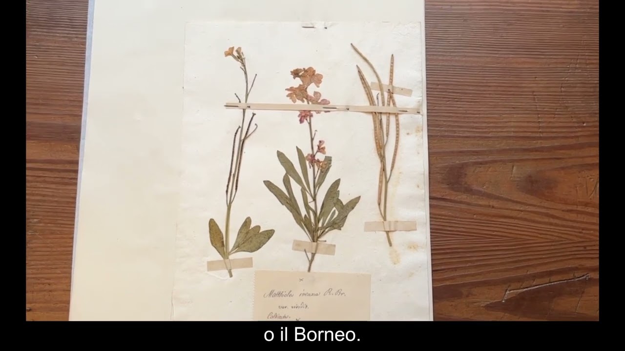 MUSEO: FEMMINILE SINGOLARE - Rossella Marcucci