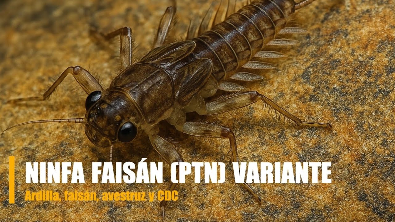 🎣 Ninfa de Faisán (PTN) variante