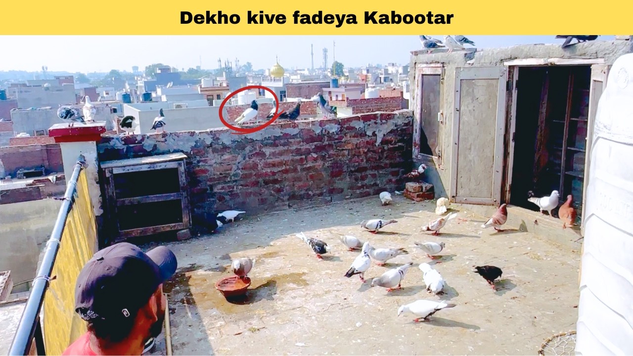 Khhall Kabootar Utraa dekho fr ki hoyea😮#punjab #kabootar