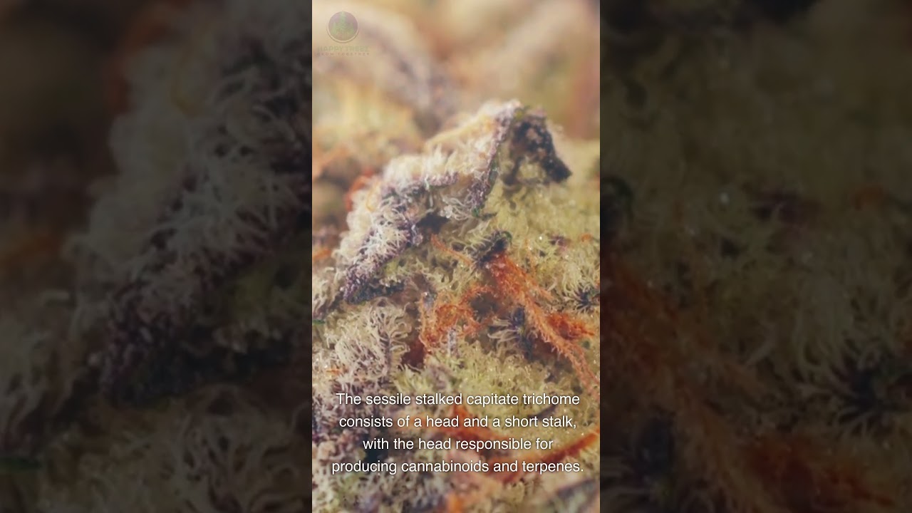 Secrets of Sessile Stalked Capitate Trichomes Revealed! 🌿 The Powerhouse of Cannabis Potency 🔬