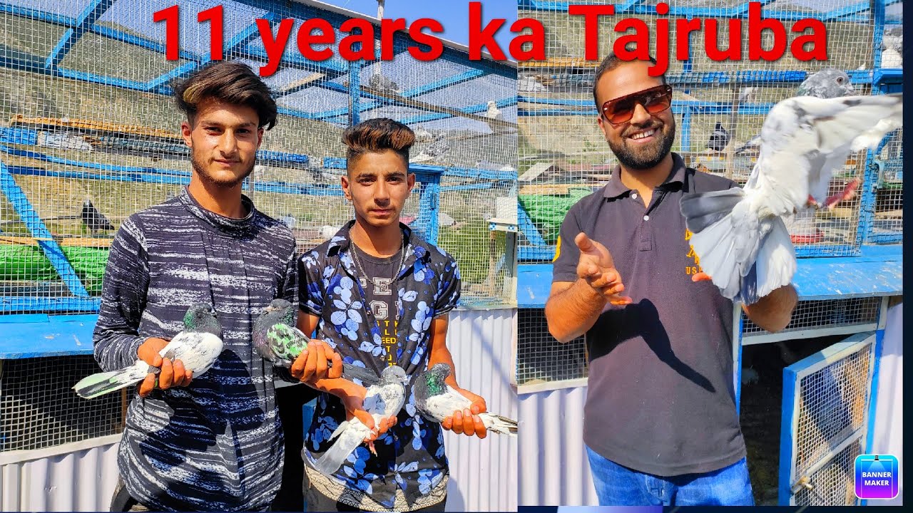 11 years ka Tajruba Usman aur Mohsin Bhai  | Pigeons information