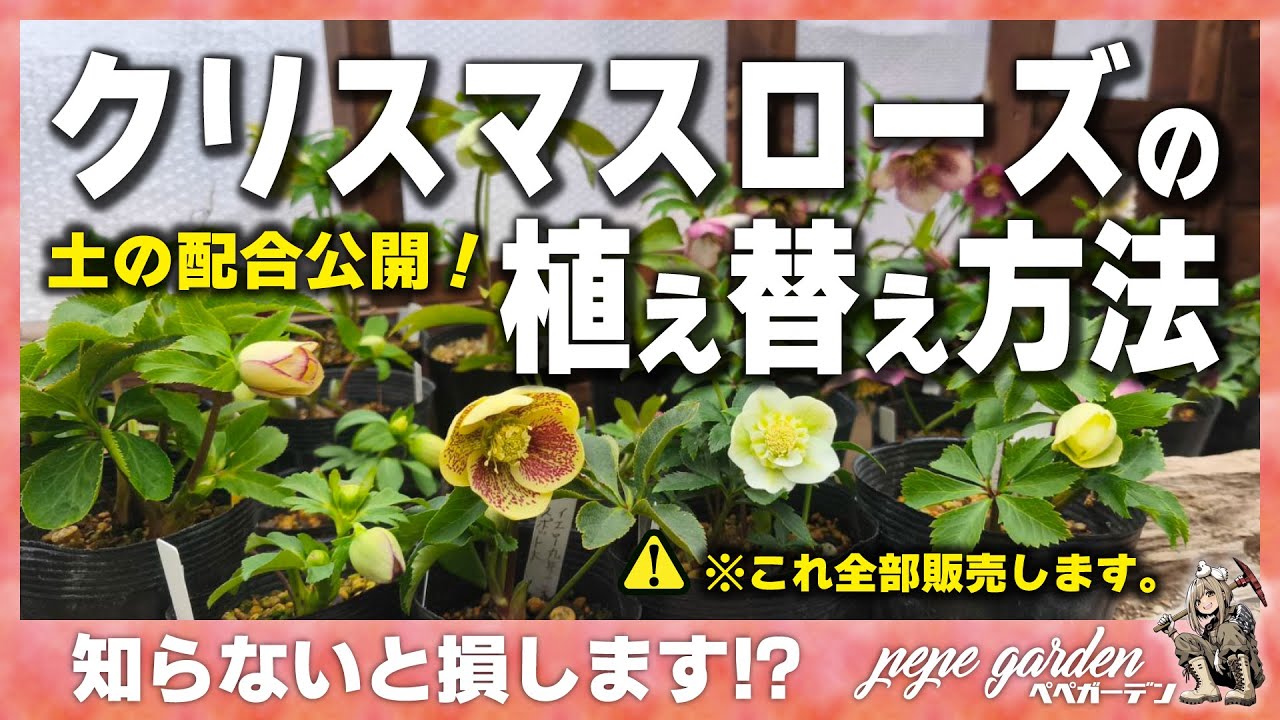 【プロ直伝】クリスマスローズの植え替え方法と土の黄金配合！2026年最新版