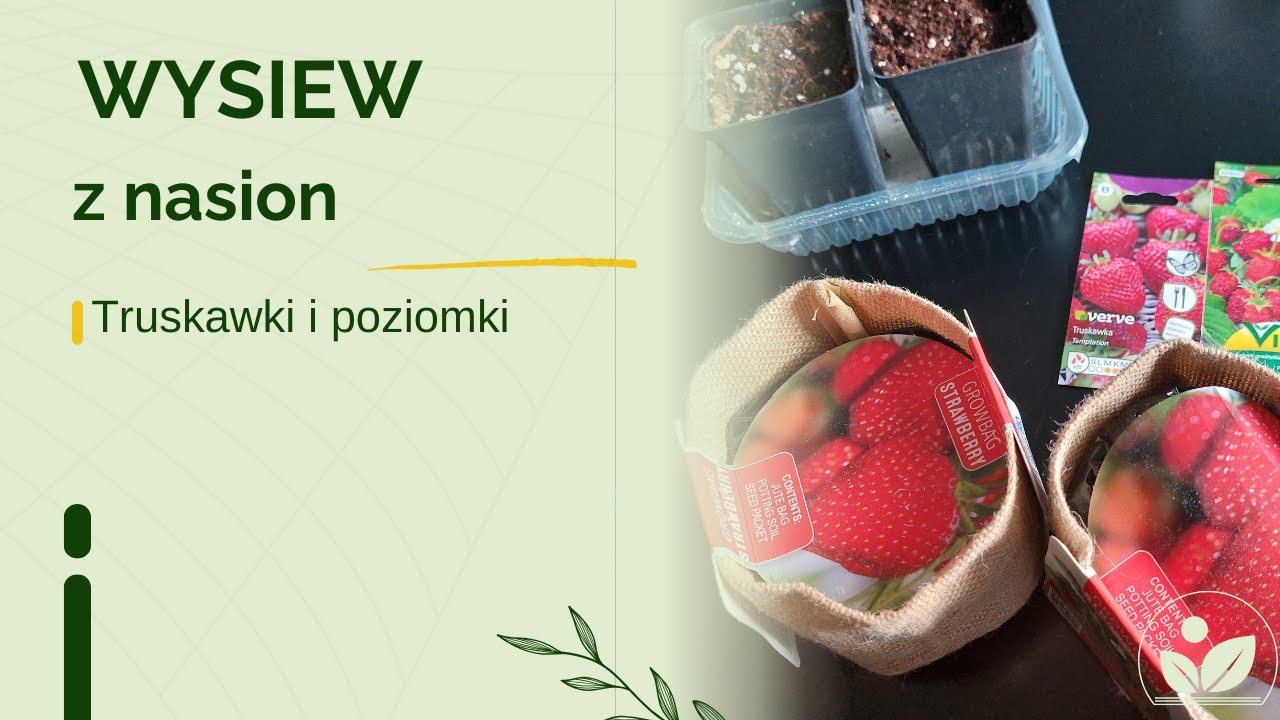 Wysiewam poziomki i truskawki z nasion