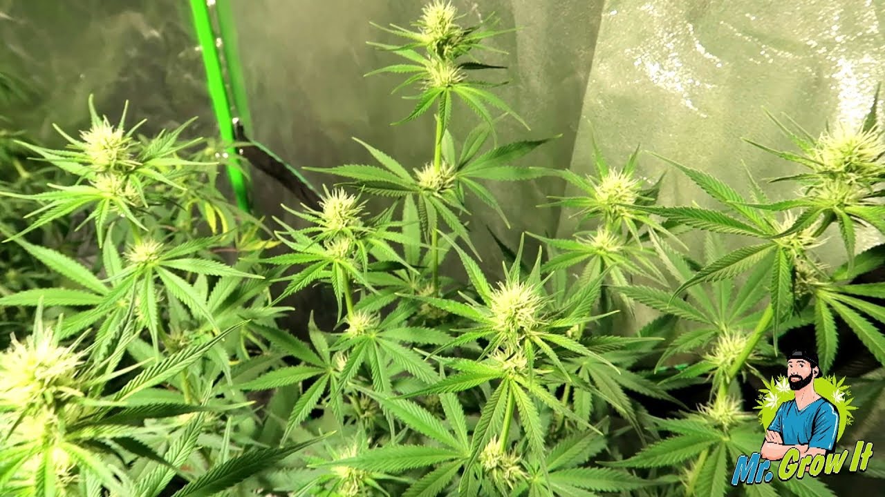 Day 19 of Flower! - Growing Purple Urkle, Kosher Tangie, Super Sweet Tooth