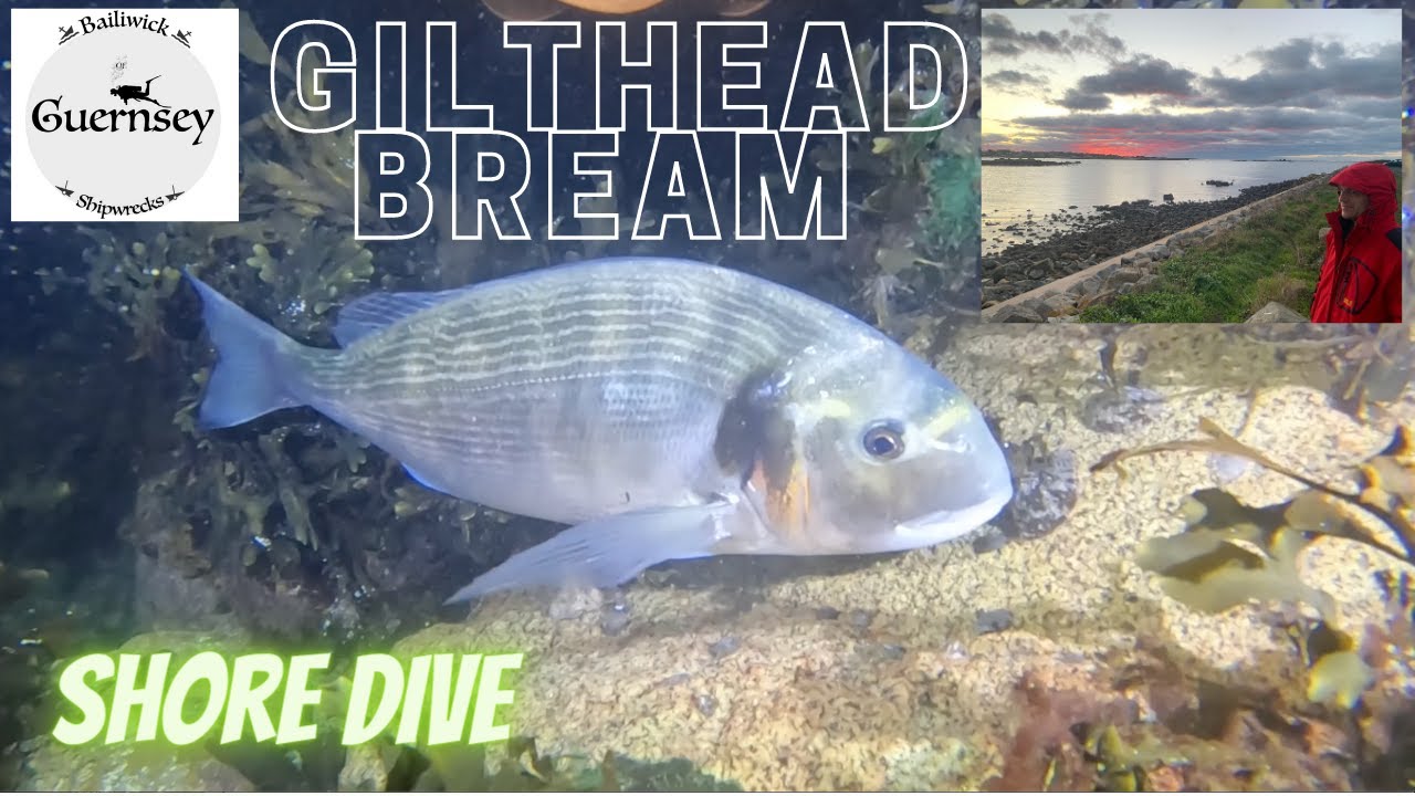 GILT HEAD BREAM AND BASS | Diving off Guernsey's NW coast | #relax #ASMR #scubadiving #fishing