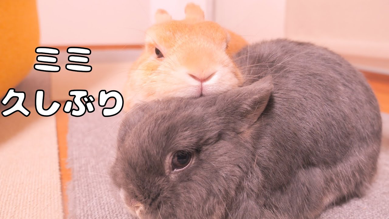 ミミと数日ぶりに再会して嬉しそうにくっつくムギが可愛すぎました【No.1751】