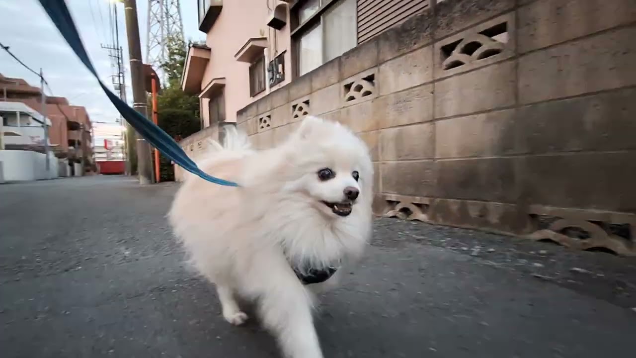 2026年3月12日木曜日　ポメラニアン？🐶　テテ！