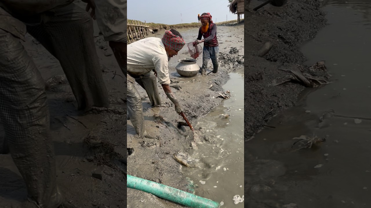 amazing cat nat fishing #reels